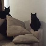 Rufino y Titi